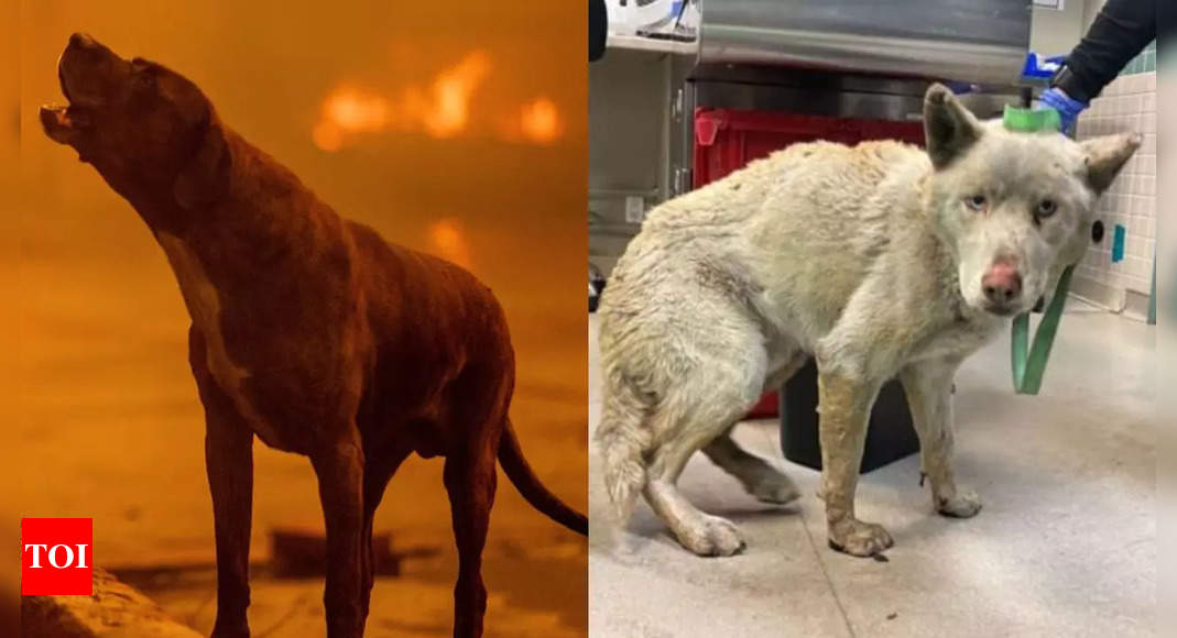 What happened to the animals in Los Angeles wildfire: A heartwarming tale of the plight of 300 animals