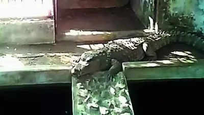 4 crocodiles found during I-T searches on BJP ex-MLA’s house in Madhya Pradesh