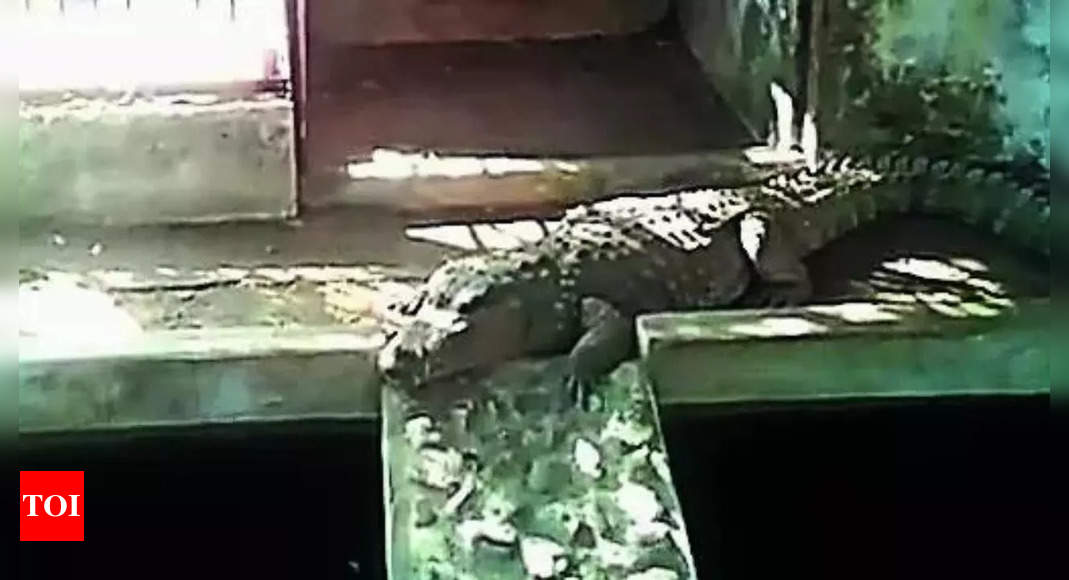 4 crocodiles found during I-T searches on BJP ex-MLA’s house in MP