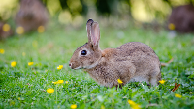 What is Rabbit Fever: Know the symptoms and prevention tips for this rare condition