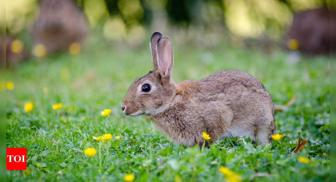 What is Rabbit Fever: Know the symptoms and prevention tips for this rare condition