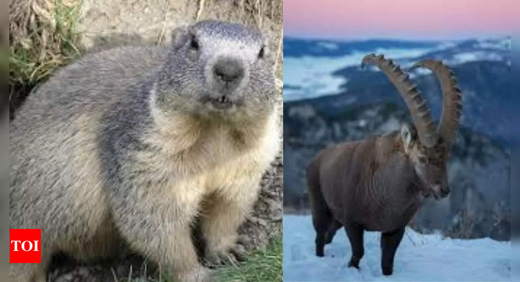 7 native and unique animals of Switzerland