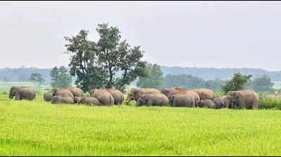 53-yr-old woman killed in elephant attack