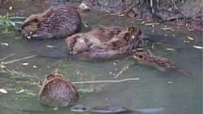 Why do beavers slap their tail? Read on to find out about their unique behaviour