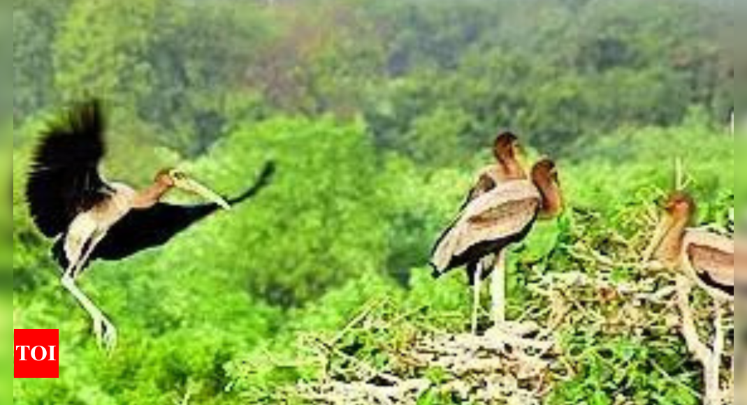 Gujarat village shuns kites to let painted storks soar safely