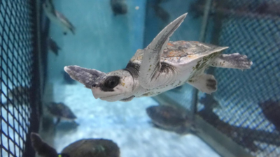 Tunisian rehab barge offers hope for vulnerable sea turtles