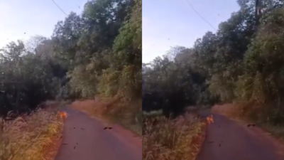 Watch: Tiger Sighted On Ghat Road In Andhra Pradesh's Asr District 