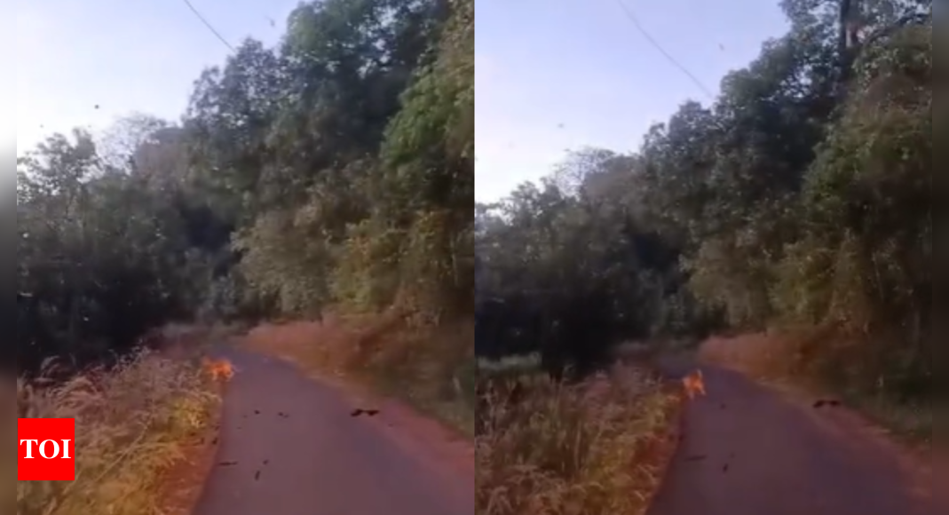 Watch: Tiger sighted on ghat road in Andhra Pradesh's ASR district sparks alert among commuters and locals