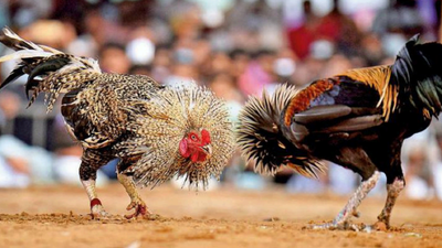 Evolution of cockfighting: From rural pastime to Rs 2K cr betting spectacle