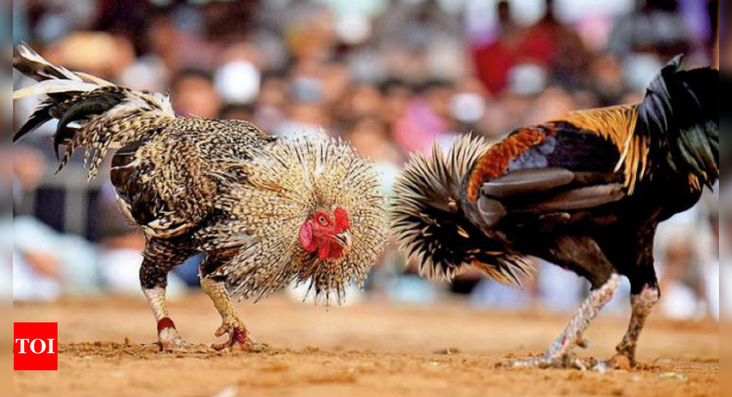 Cockfighting in Andhra goes from rural pastime to Rs 2,000 cr betting spectacle