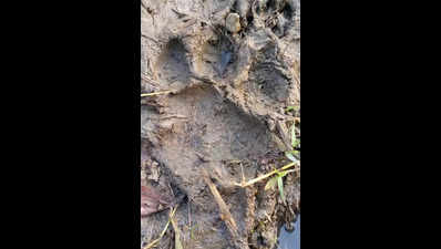 Foresters back on tiger's trail after fresh pugmarks in Purulia & Jhargram