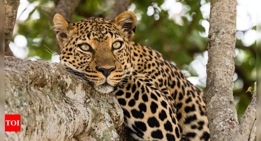 When a leopard meets a 70-hour workweek: Memes explode after office sighting