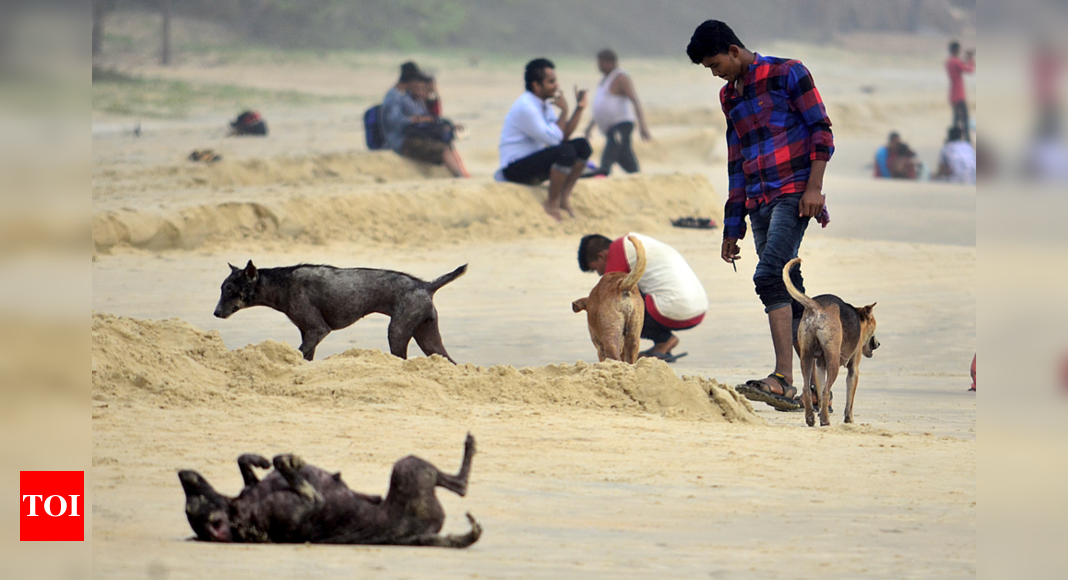 Rising dog bite cases prompt p’yat to warn people against random feeding patterns