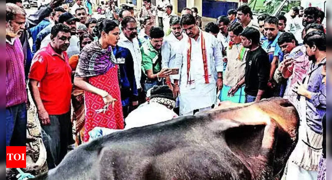 Tension in Bengaluru's Chamarajapet after miscreants mutilate 3 cows