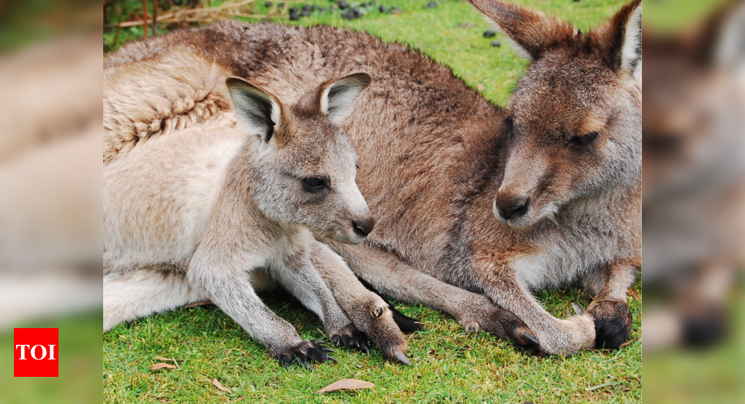 Move over Moo Deng, this baby kangaroo is capturing the heart of netizens