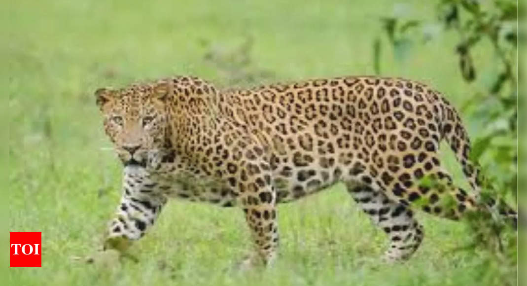 Leopards can be identified by their unique roar; study reveals