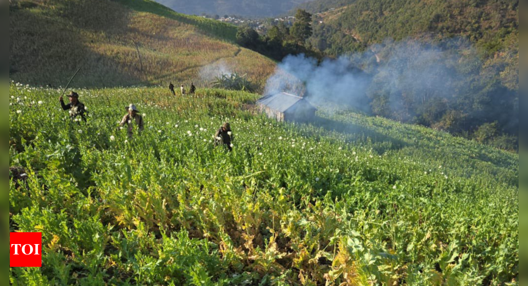 50 acres of illegal poppy cultivation destroyed in Manipur's Ukhrul