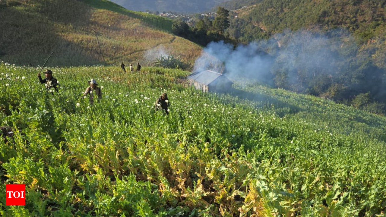  Manipur Destroys 50 Acres of Illegal Poppy Cultivation in Ukhrul District