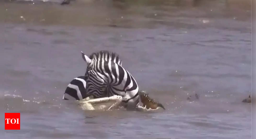 Zebra bites back to escape from crocodile’s jaws, video goes viral