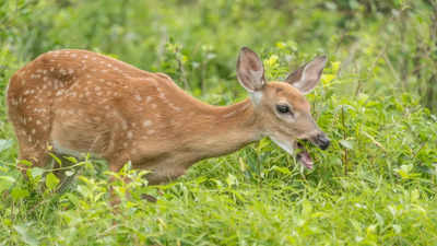 Deadly 'zombie deer' disease could evolve to affect humans, warn scientists