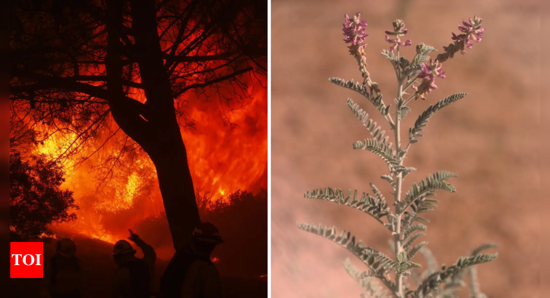 Fire safety vs conservation: How one endangered plant stopped a major wildfire prevention project in California?