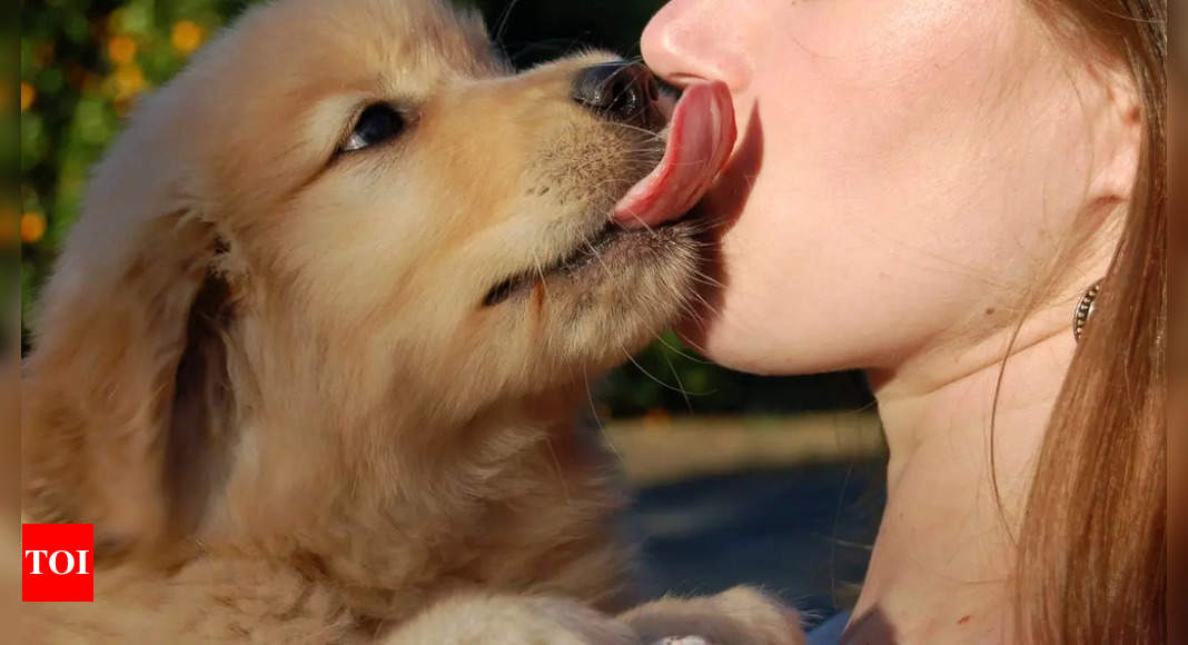 Why letting your dog lick your face can make you seriously ill, reveals study