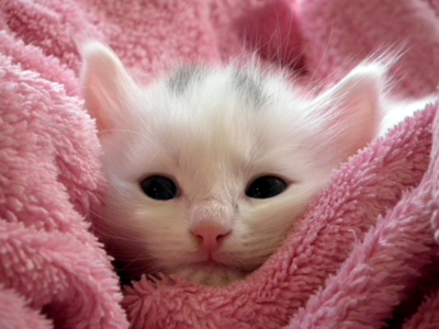 12 Baby Friendly Cat Breeds You Should Get A Pet