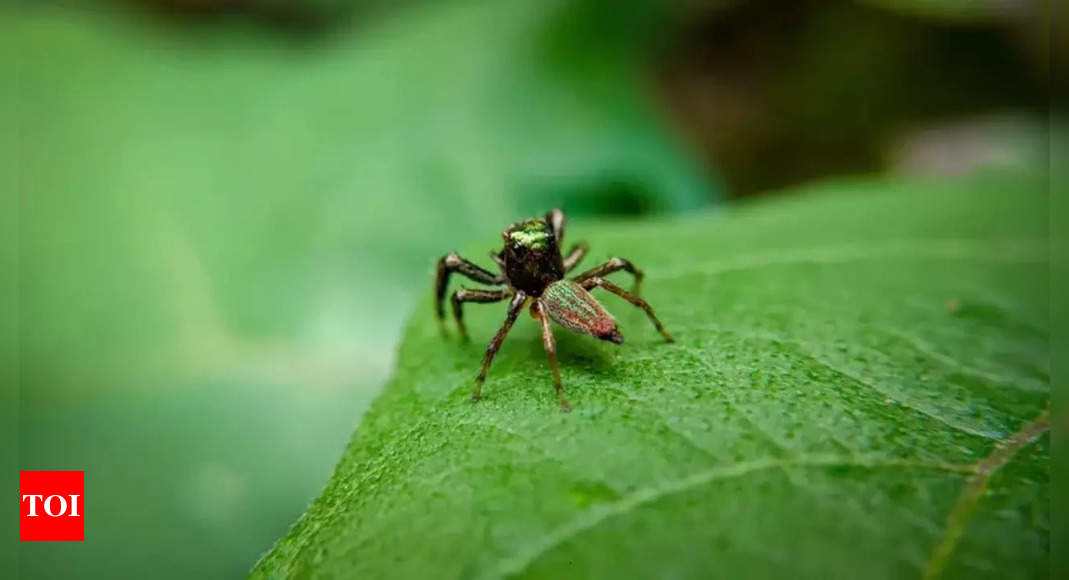 Meet the world's only vegetarian spider; what makes it unique - Times ...