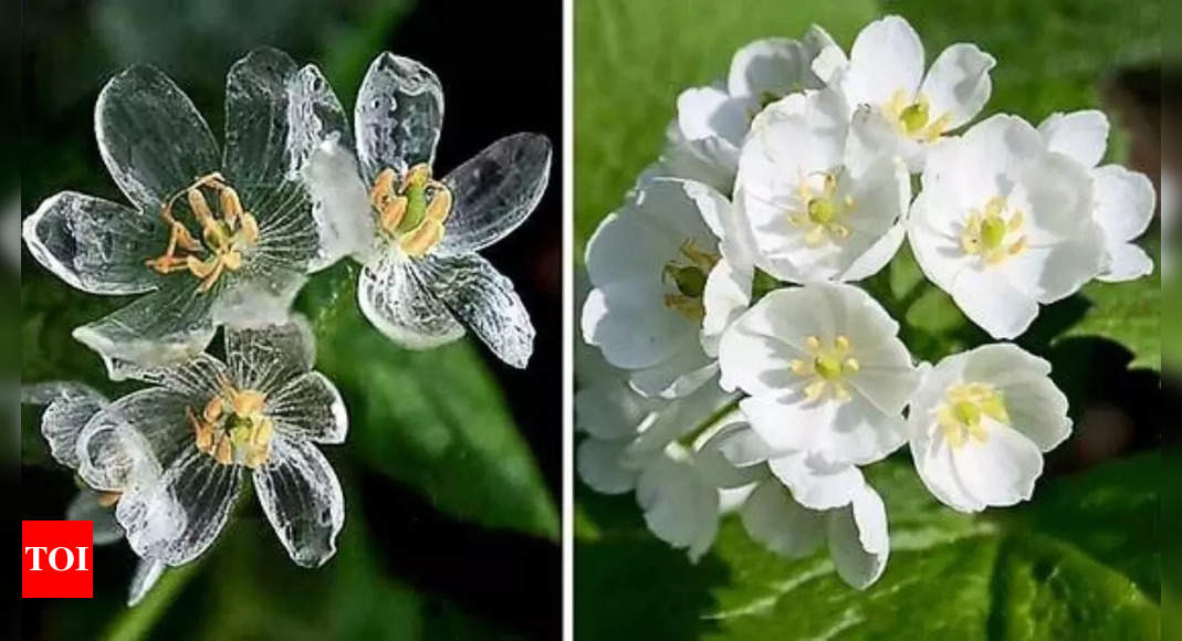 Do you know about this rare flower that turns transparent in the rain? Explore its fascinating features and transformation