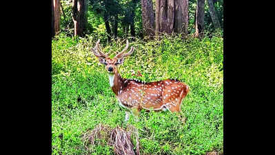 Deer Translocation From Ranchi Zoo A Success For Ptr, 6 Fawns Born 