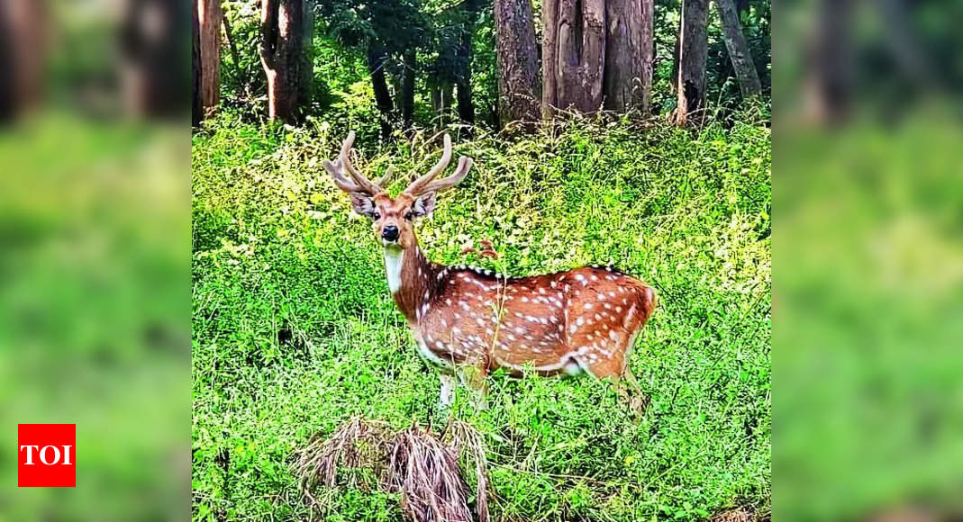 Deer translocation from Ranchi zoo a success for PTR, 6 fawns born ...