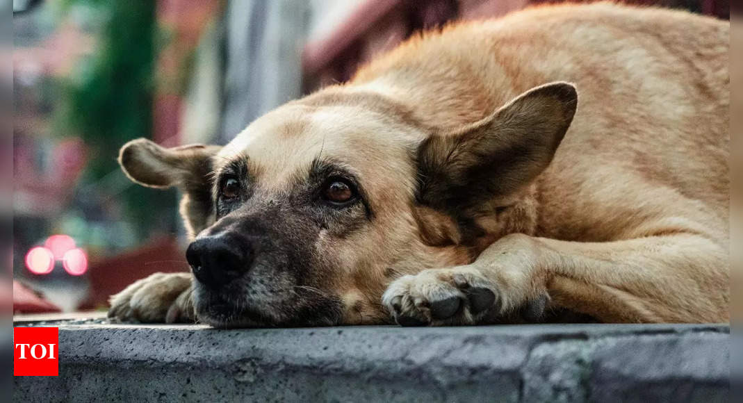 Dog grieving for deceased owner is the saddest thing you see today