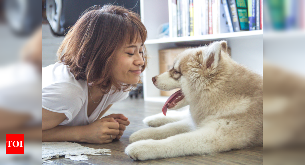 What happens when you lock eyes with your dog: Surprising love hormone connection revealed