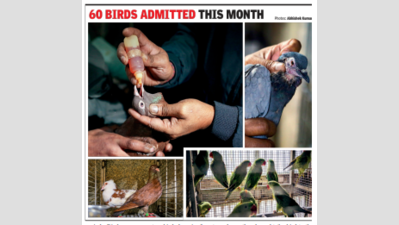 Eye infection to cold: Bird hospital sees rush as intense chill hits Gurgaon