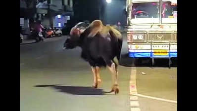 Bison wanders around Ponda, forest dept wards it away