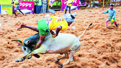 Bull tamer gored to death, 75 hurt at Avaniyapuram jallikattu