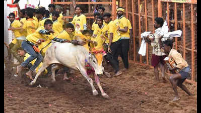 Bull tamer dies at Madurai jallikattu event