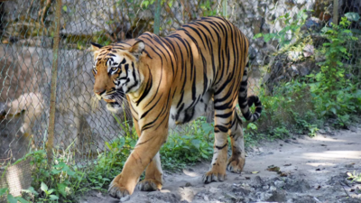 Melanistic tiger poached in Similipal, it’s only habitat; ‘just 20’ of it now left