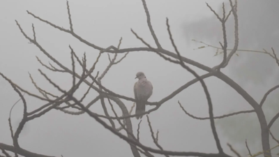 Fog havoc in Delhi, Grap-4 back as air turns severe