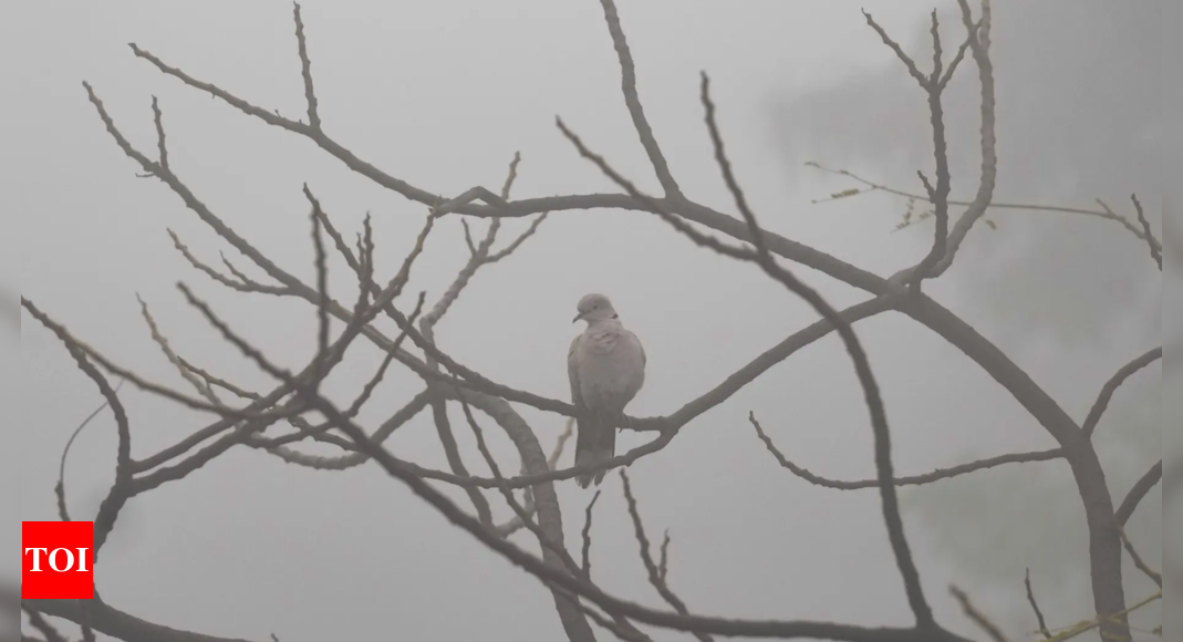 Fog havoc in Delhi, Grap-4 back as air turns severe