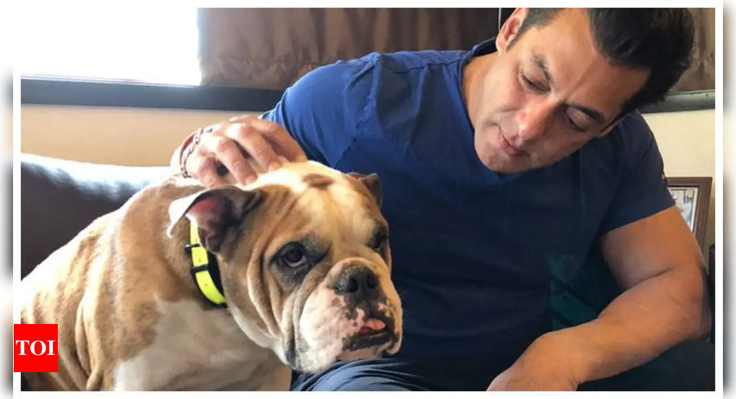 Salman Khan's pet dog Toro passes away; Iulia Vantur pays touching tribute 