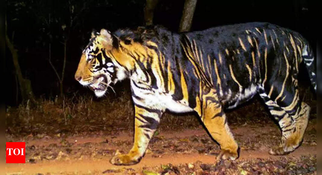 Melanistic tiger poached in Odisha's Similipal Tiger Reserve, it’s only ...