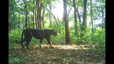 Odisha's mysterious tigers: Why do melanistic big cats have darker appearance