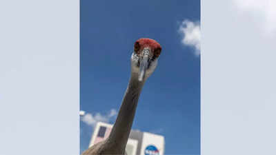 NASA shares a stunning image of a Sandhill Crane with ‘large, brown eyes’; here’s what makes this bird special?