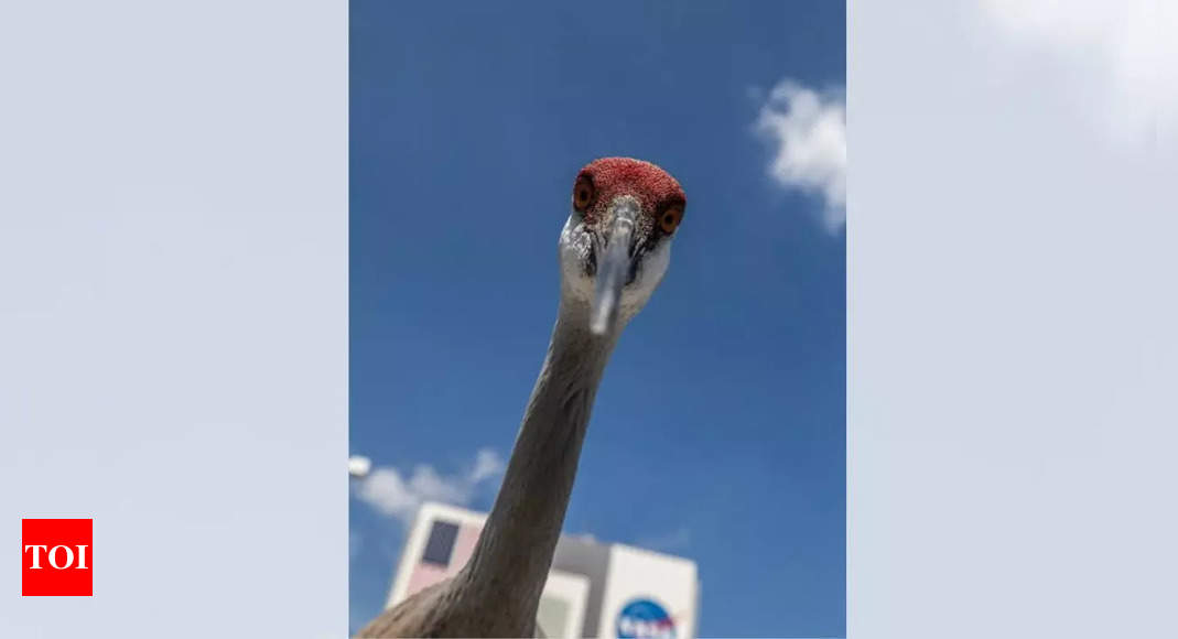 NASA shares a stunning image of a Sandhill Crane with ‘large, brown eyes’; here’s what makes this bird special?