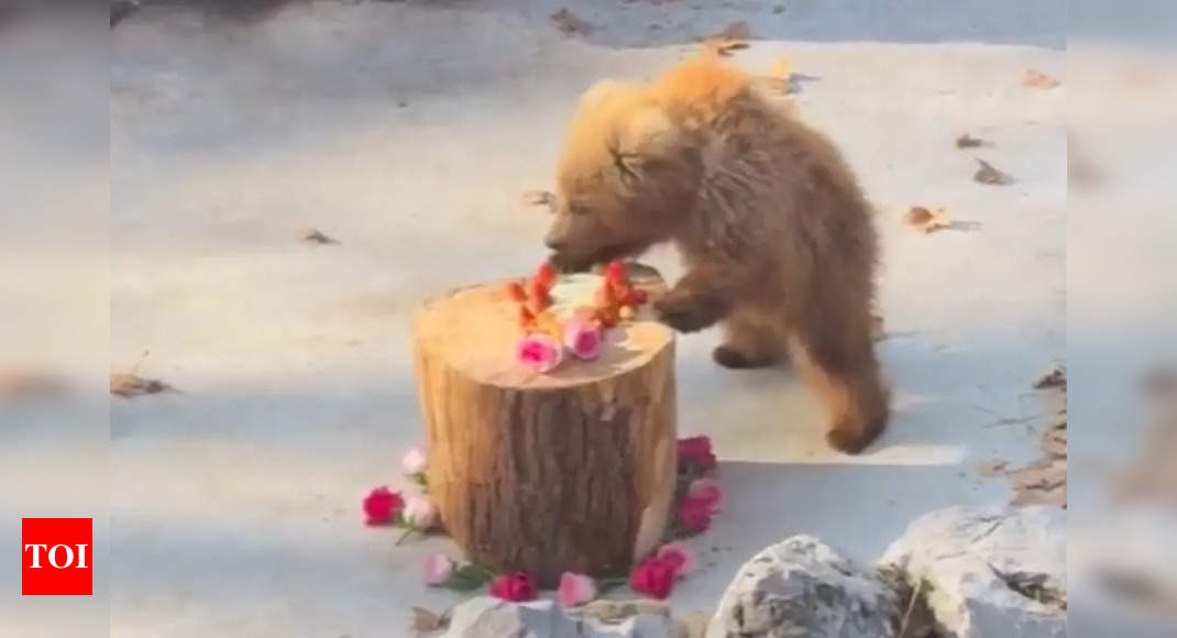 After Moo Deng and Ava the tiger cub, Junjun the playful bear cub is winning hearts on social media