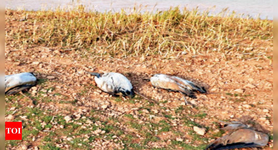 Avian flu confirmed in cranes found dead in Jaisalmer pond