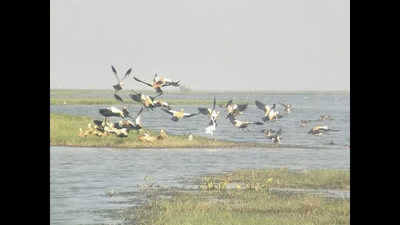 Chilika Lake to remain shut for 4 days for annual bird & dolphin census