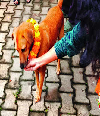 Activists urge BBMP to prioritise welfare of strays