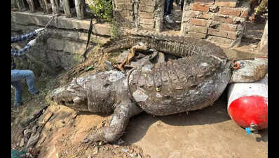 Two big crocodiles found dead in Vishwamitri River